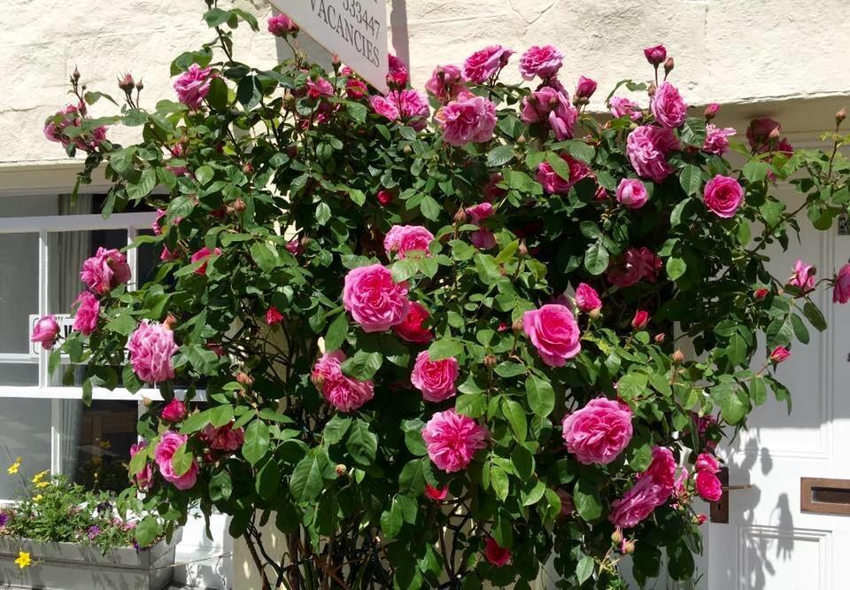 Hotel Cyntwell Padstow Exterior foto